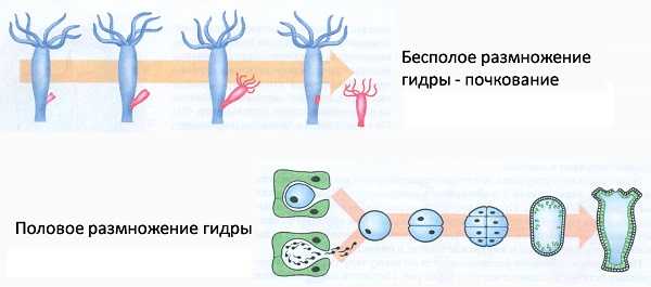 Кракен лег